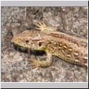 Lacerta agilis - Zauneidechse w08.jpg